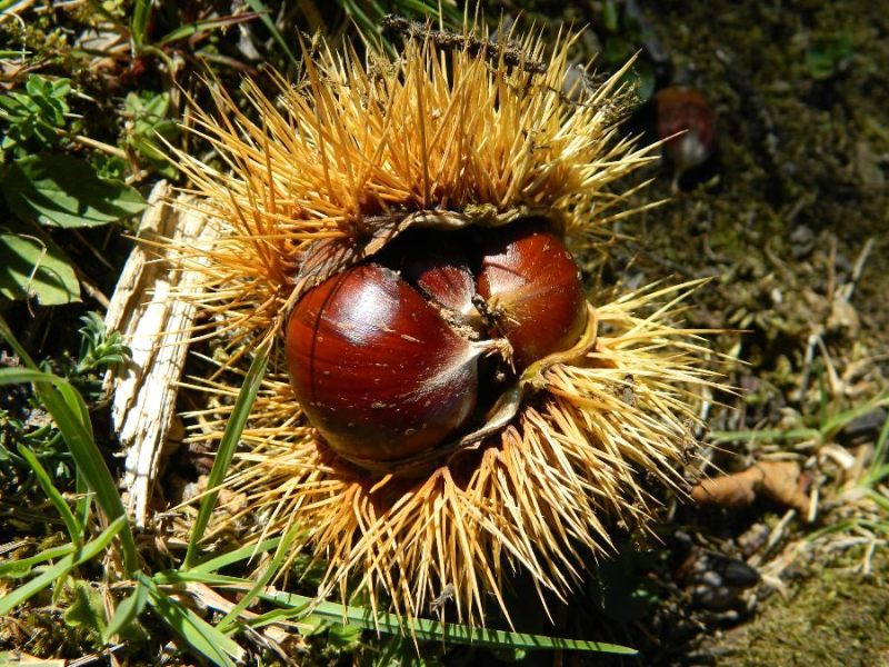 Autunno 2011